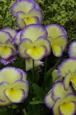 Etain Hardy Viola - 5 Pack Of Quart Pots -Wilson Bros Gardens Shop viola etain 1