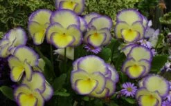 Etain Hardy Viola - 5 Pack Of Quart Pots -Wilson Bros Gardens Shop viola etain 2