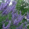 Shoal Creek Blue Chaste Tree (Vitex) - 7 Gallon Pot