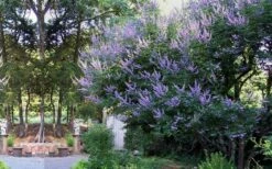 Shoal Creek Blue Chaste Tree (Vitex) - 7 Gallon Pot -Wilson Bros Gardens Shop vitex agnus castus shoal creek chaste tree 53 4