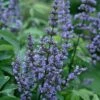 Blue Diddley Dwarf Chaste Tree - Vitex Agnus-castus - 3 Gallon Pot
