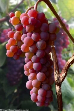 Canadice Red Seedless Grape Vine - 1 Gallon Pot