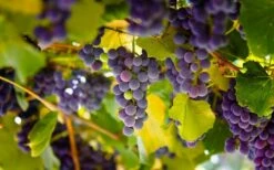 Catawba Grape Vine - 1 Gallon Pot -Wilson Bros Gardens Shop vitis catawba grape vine 3