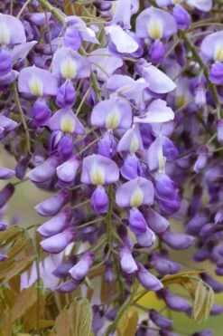Okayama Silky Wisteria Vine - 3 Gallon Pot -Wilson Bros Gardens Shop wisteria brachybrotrys okayama silky wisteria vine 4
