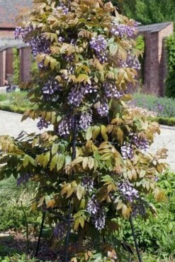 Okayama Silky Wisteria Vine - 3 Gallon Pot -Wilson Bros Gardens Shop wisteria brachybrotrys okayama silky wisteria vine 7
