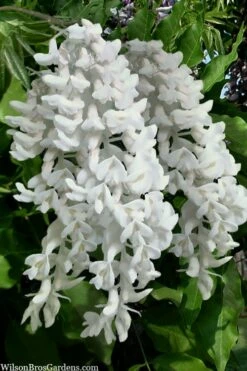 Clara Mack White Kentucky Wisteria Vine - 3 Gallon Pot