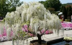 Clara Mack White Kentucky Wisteria Vine - 3 Gallon Pot -Wilson Bros Gardens Shop wisteria macrostachya clara mack white kentucky wisteria 9