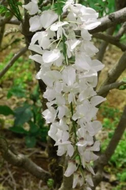 White Wisteria Vine (Wisteria Sinensis 'Alba') - 3 Gallon Pot -Wilson Bros Gardens Shop wisteria sinensis alba white wisteria 2