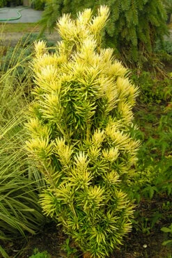 Korean Gold Plum Yew (Cephalotaxus) - 3 Gallon Pot 9 Korean Gold Plum Yew (Cephalotaxus) - 3 Gallon Pot -Wilson Bros Gardens Shop yew korean gold 2 500x750 1