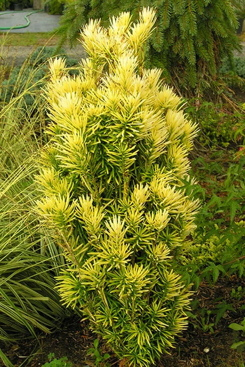 Korean Gold Plum Yew (Cephalotaxus) - 3 Gallon Pot 5 Korean Gold Plum Yew (Cephalotaxus) - 3 Gallon Pot - Image 5