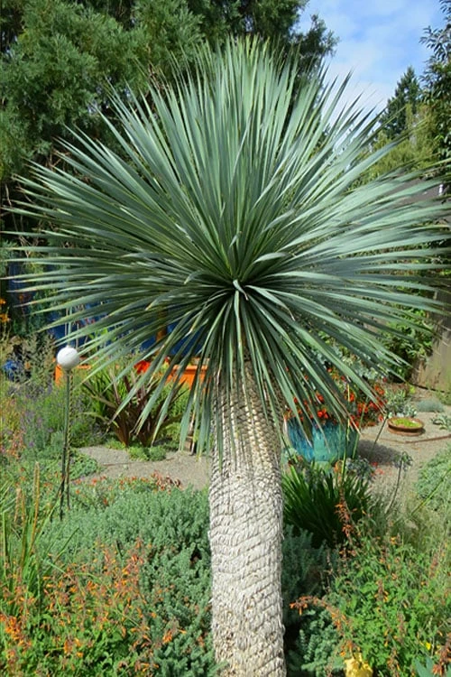 Big Bend Yucca Rostrata - 3 Gallon Pot 12 Big Bend Yucca Rostrata - 3 Gallon Pot - Image 12