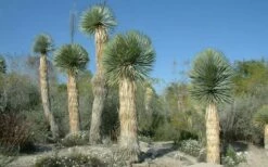 Big Bend Yucca Rostrata - 3 Gallon Pot 17 Big Bend Yucca Rostrata - 3 Gallon Pot -Wilson Bros Gardens Shop yucca rostrata big bend beaked yucca 17