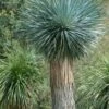 Big Bend Yucca Rostrata - 3 Gallon Pot