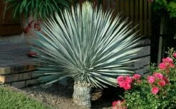 Big Bend Yucca Rostrata - 3 Gallon Pot 16 Big Bend Yucca Rostrata - 3 Gallon Pot -Wilson Bros Gardens Shop yucca rostrata big bend beaked yucca 19