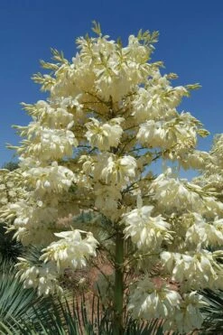 Sapphire Skies Big Bend Yucca Rostrata - 1 Gallon Pot -Wilson Bros Gardens Shop yucca rostrata big bend beaked yucca 4 1