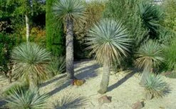 Big Bend Yucca Rostrata - 3 Gallon Pot 21 Big Bend Yucca Rostrata - 3 Gallon Pot -Wilson Bros Gardens Shop yucca rostrata big bend beaked yucca 7