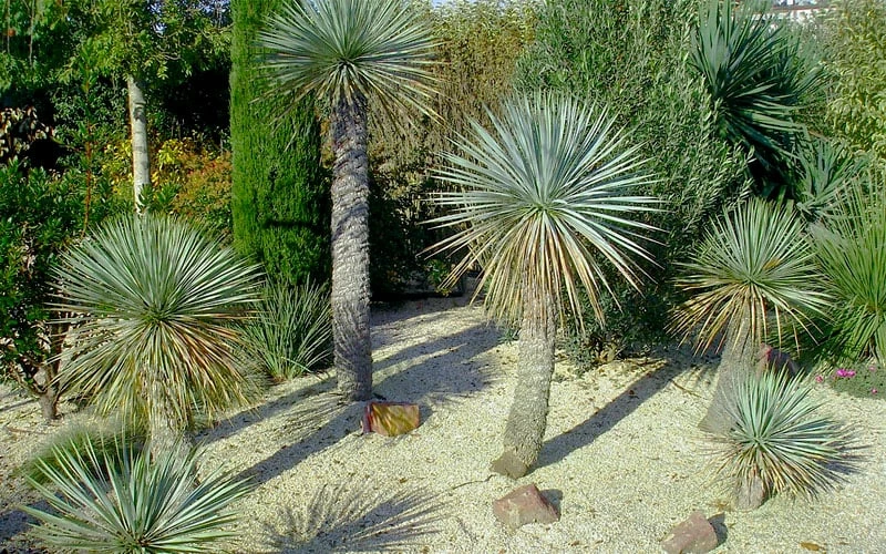 Big Bend Yucca Rostrata - 3 Gallon Pot 10 Big Bend Yucca Rostrata - 3 Gallon Pot - Image 10