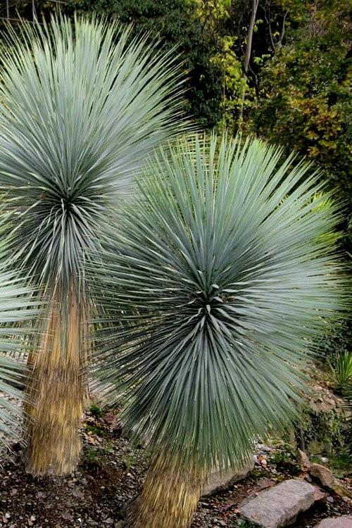 Big Bend Yucca Rostrata - 3 Gallon Pot 9 Big Bend Yucca Rostrata - 3 Gallon Pot - Image 9