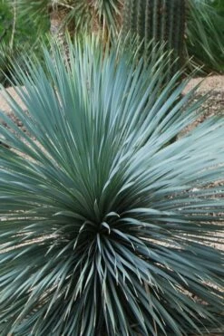Sapphire Skies Big Bend Yucca Rostrata - 1 Gallon Pot -Wilson Bros Gardens Shop yucca rostrata sapphire skies 4