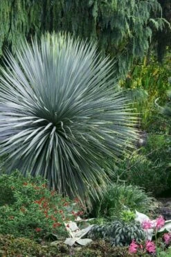 Sapphire Skies Big Bend Yucca Rostrata - 1 Gallon Pot -Wilson Bros Gardens Shop yucca rostrata sapphire skies 5