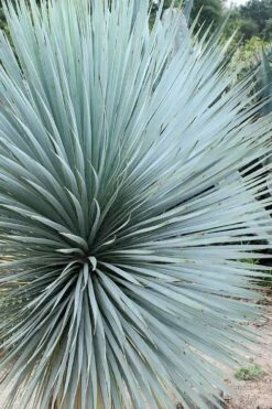 Sapphire Skies Big Bend Yucca Rostrata - 1 Gallon Pot -Wilson Bros Gardens Shop yucca rostrata sapphire skies 7