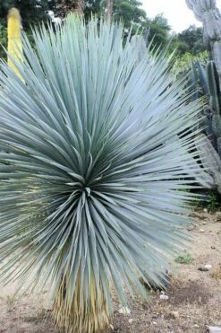 Sapphire Skies Big Bend Yucca Rostrata - 1 Gallon Pot -Wilson Bros Gardens Shop yucca rostrata sapphire skies 8