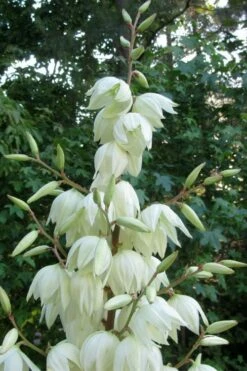 Silver Anniversary Yucca - 1 Gallon Pot -Wilson Bros Gardens Shop yucca silver anniversary 3