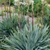 Silver Anniversary Yucca - 1 Gallon Pot