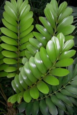 Coontie Palm (Zamia Pumila) - 7 Gallon Pot -Wilson Bros Gardens Shop zamia pumila florida coontie 3