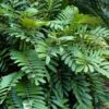Coontie Palm (Zamia Pumila) - 7 Gallon Pot