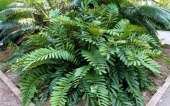 Coontie Palm (Zamia Pumila) - 7 Gallon Pot -Wilson Bros Gardens Shop zamia pumila florida coontie 5