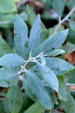 Woodlanders Blue Dusty Zenobia (Honeycup) - 1 Gallon Pot -Wilson Bros Gardens Shop zenobia woodlanders blue 21