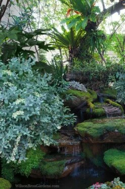 Woodlanders Blue Dusty Zenobia (Honeycup) - 3 Gallon Pot -Wilson Bros Gardens Shop zenobia woodlanders blue 25 1